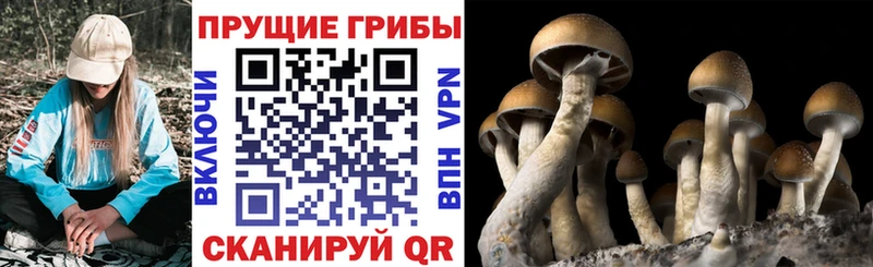 Галлюциногенные грибы Cubensis Тетюши